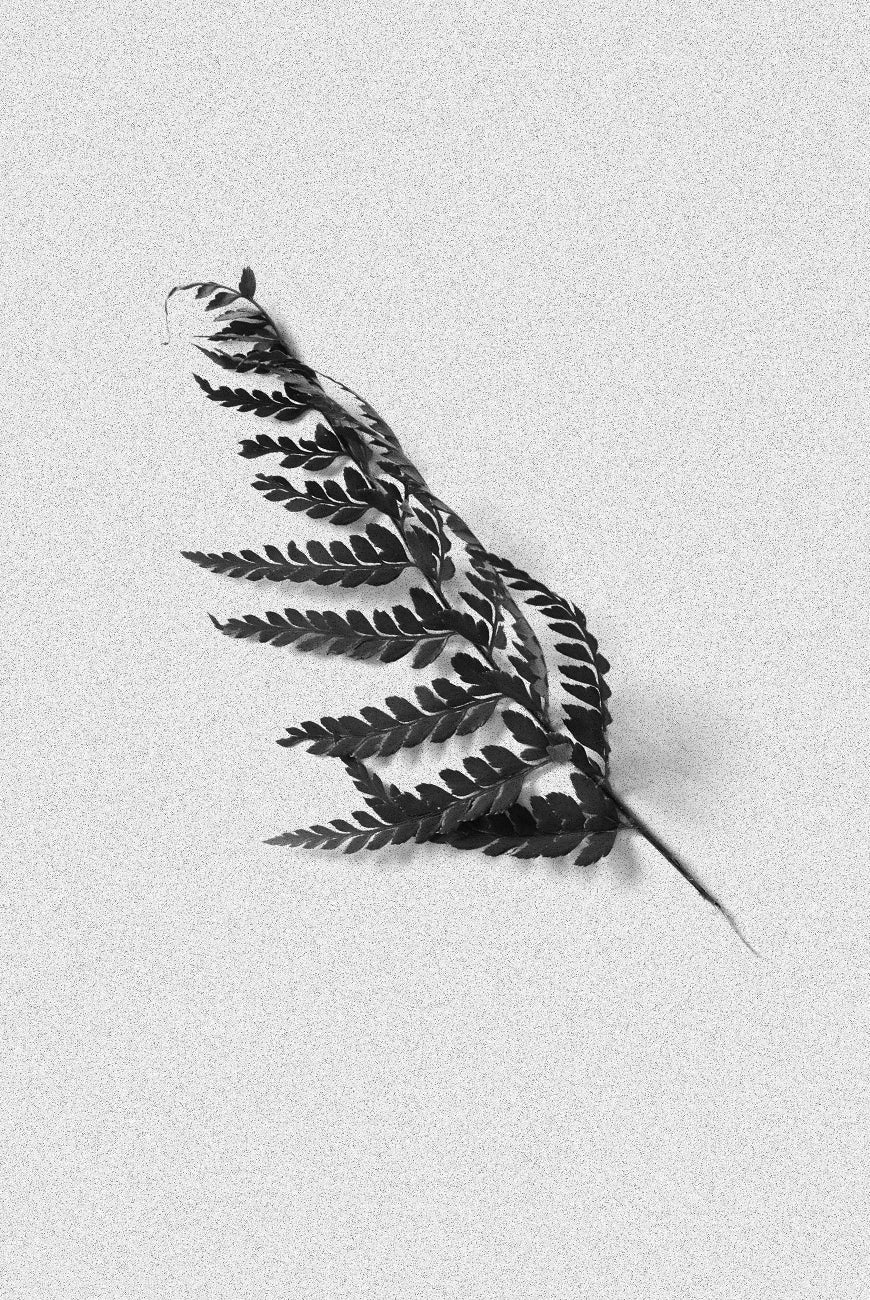BORDAN : Cedarleaf - Room Spray