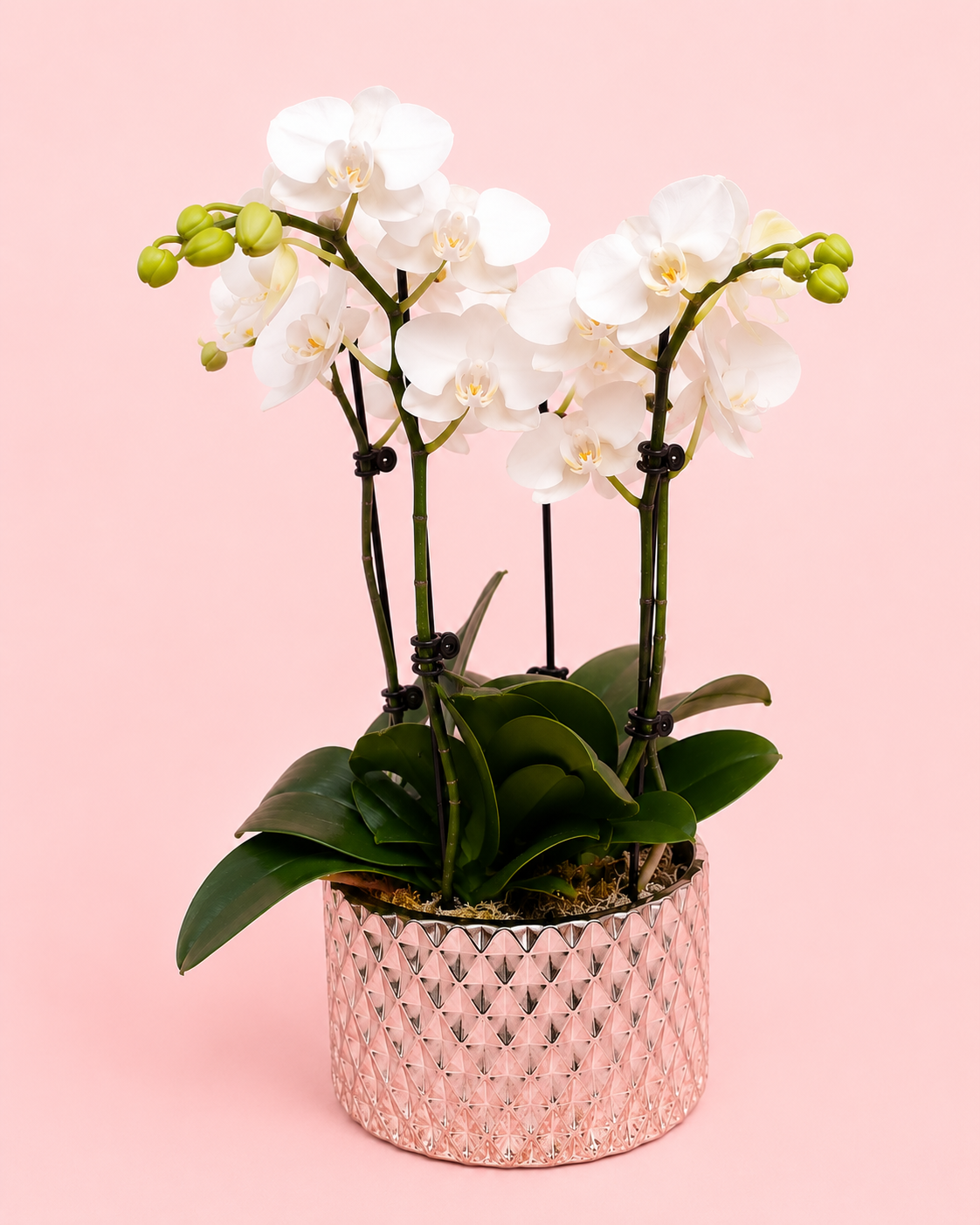 Phalaenopsis orchids