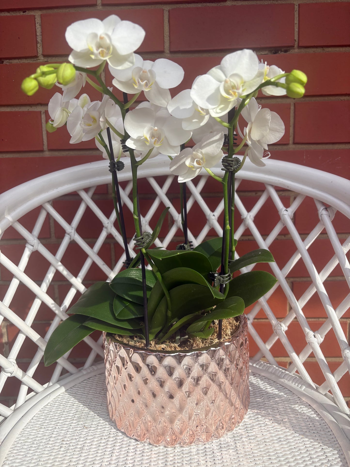 Phalaenopsis orchids